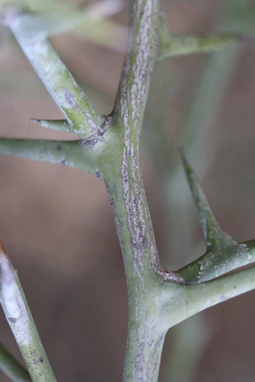              Second - third year twig (Riverside, CA)       